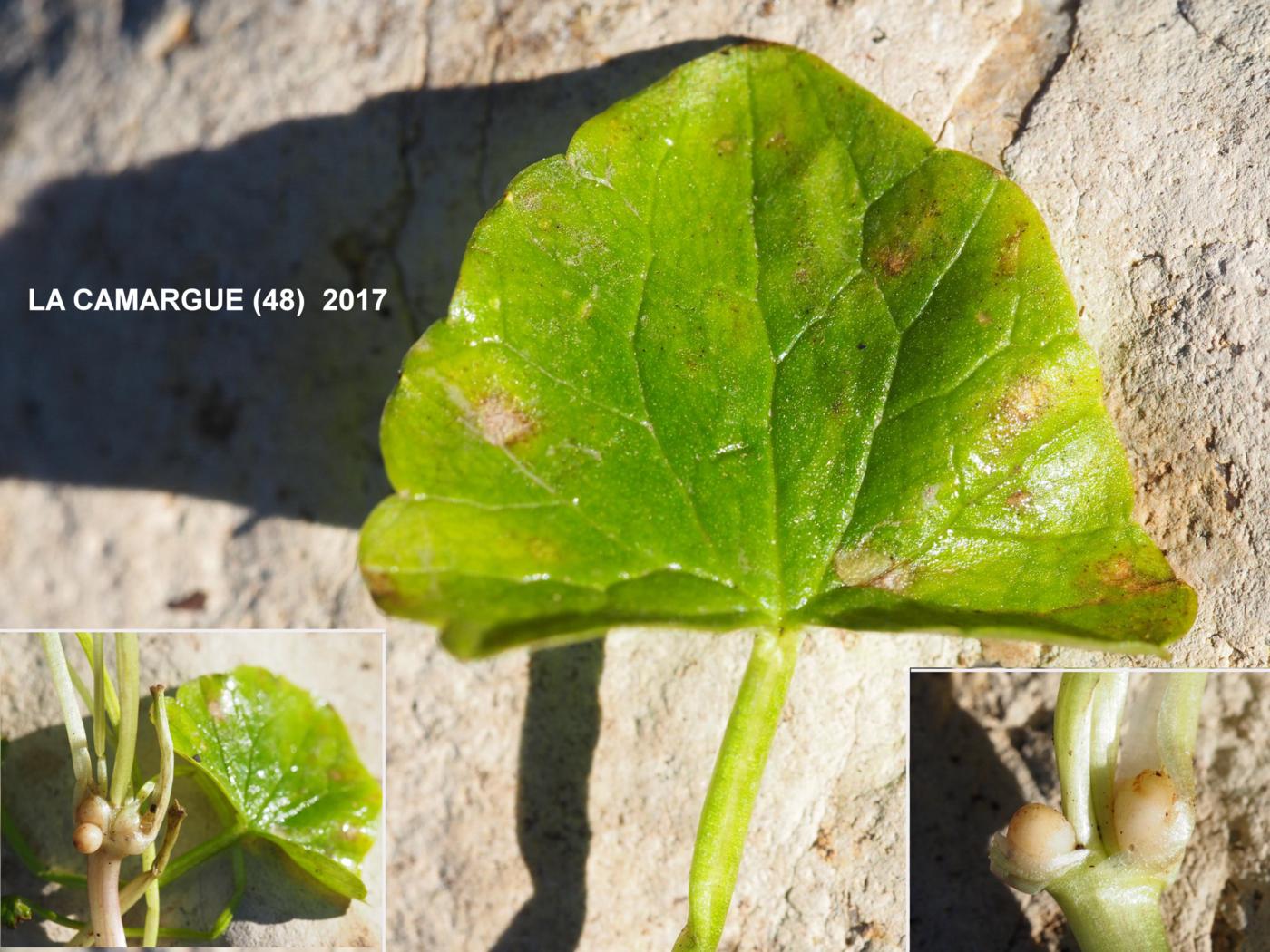 Celandine, Lesser leaf